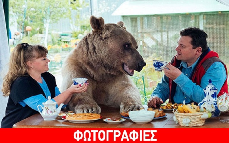 Αρκούδα, κατοικίδιο, Stepan, Μόσχα