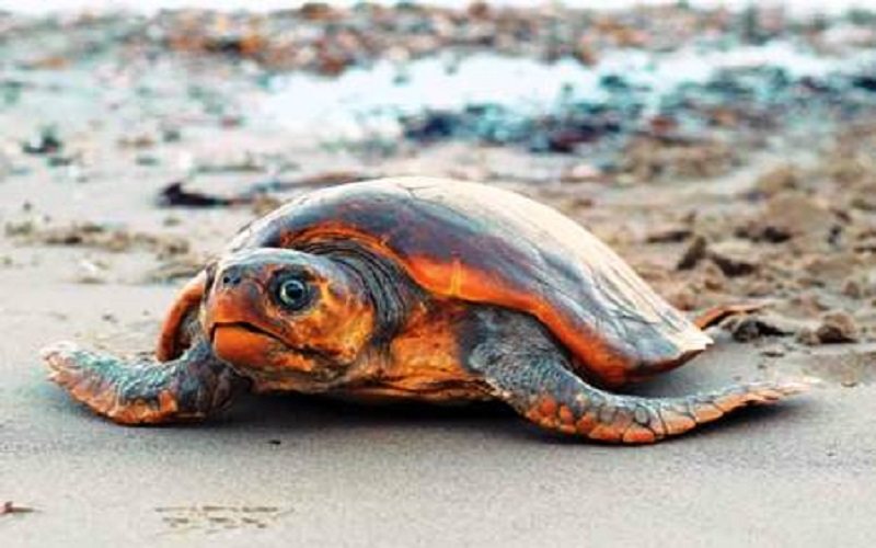 Αμβρακικός κόλπος, χελώνες caretta-caretta, οικολογικοί καταστροφή