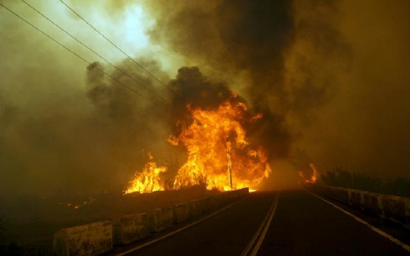 Πυρκαγιά, Ρόδος, Περιβαλλοντική καταστροφή