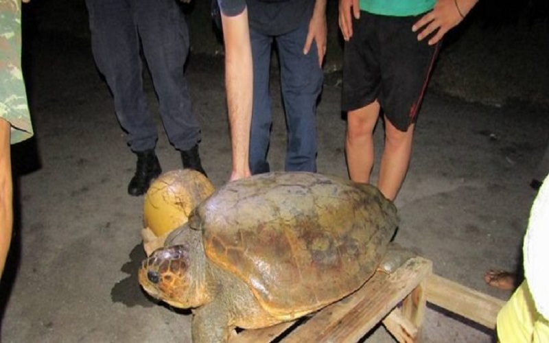 Διάσωση χελώνας καρέτα – καρέτα στο Διόνι