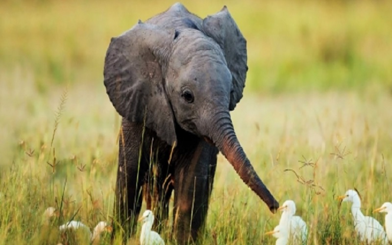 οι-ελέφαντες-κινδυνεύουν