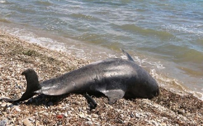 νεκρό δελφίνι στο σπάρτο αμφιλοχίας, πνιγμένος σπάρτο αμφιλοχίας