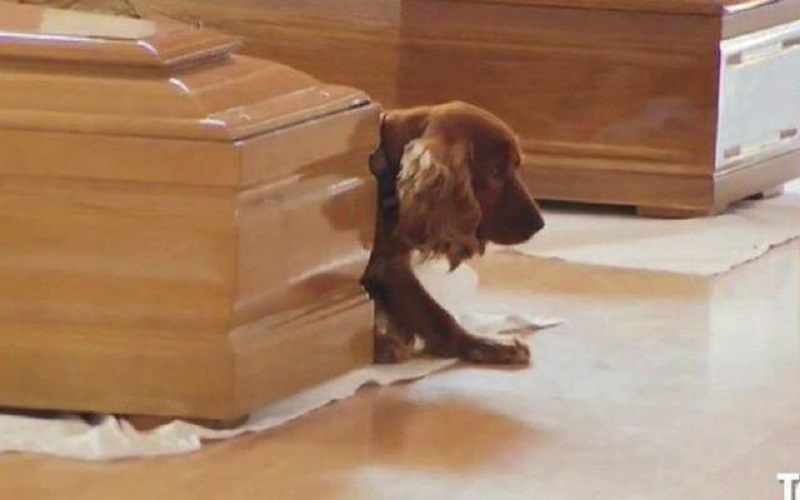 Χάτσικο, Χάτσικο της Ιταλίας, πιστός σκύλος, σκύλος κλαίει στο φέρετρο του αφεντικού του