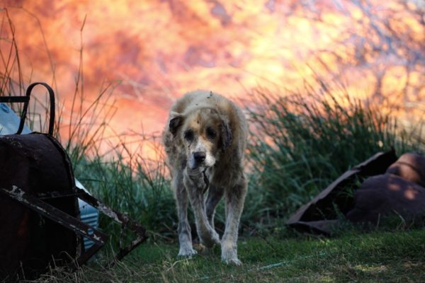 Κατάσβεση πυρκαγιάς στο Μικροχώρι Αττικής, 15 Αυγούστου 2017... Menelaos Myrillas / SOOC