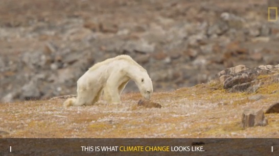 Ο αργός θάνατο μιας πολικής αρκούδας εξαιτίας της κλιματικής αλλαγής