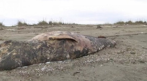Σπάνια φάλαινα "Ζίφιος" 6 μέτρων ξεβράστηκε σε ακτή στην Αλεξανδρούπολη