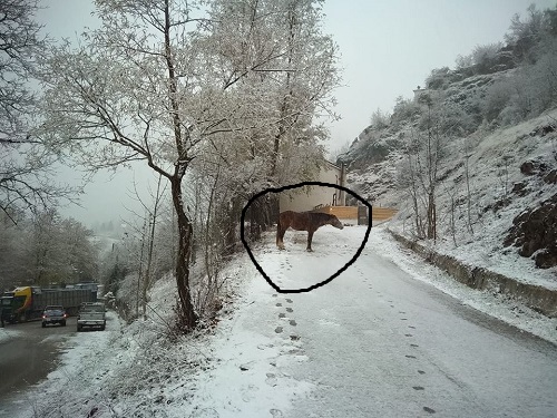 Συγκλονίζει η φωτογραφία με το δεμένο άλογο στο χιόνι